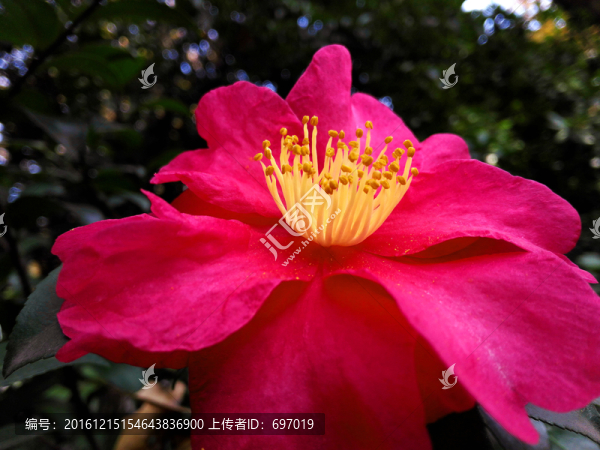 醉人山茶花