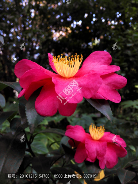 醉人山茶花