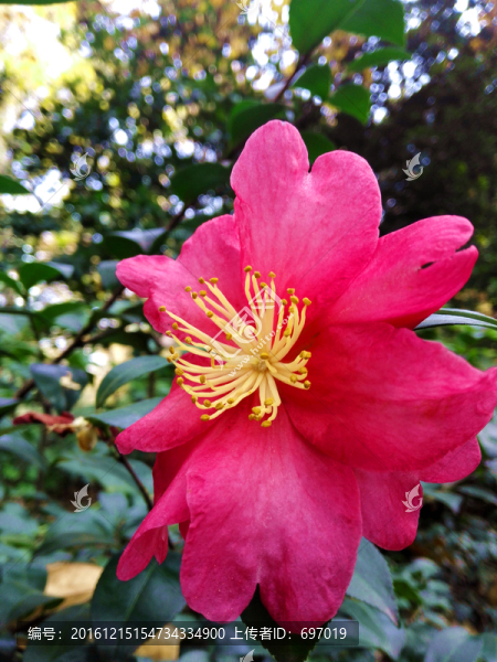 醉人山茶花