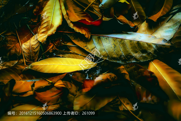 秋天的樹(shù)葉,高清無(wú)噪