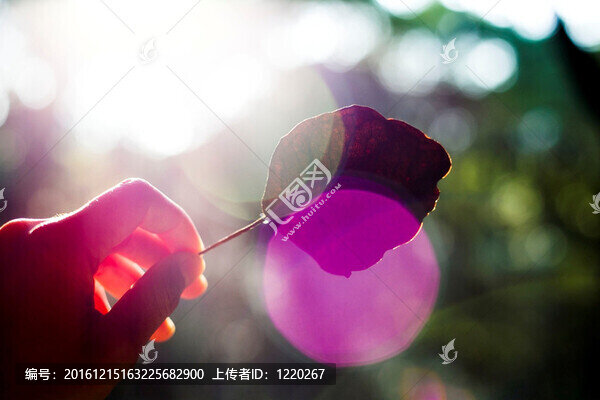 背光的葉子