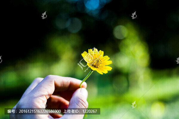 小雛菊