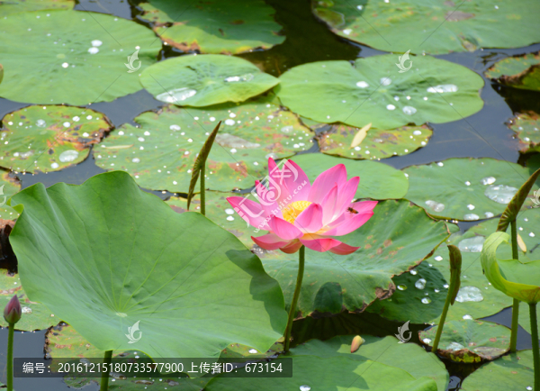 荷花