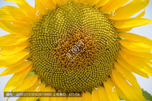 太陽花