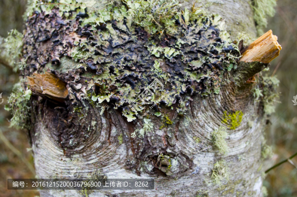 樹皮,樹節(jié)-匯圖網(wǎng) www.fosd68.com 樹皮,樹節(jié)