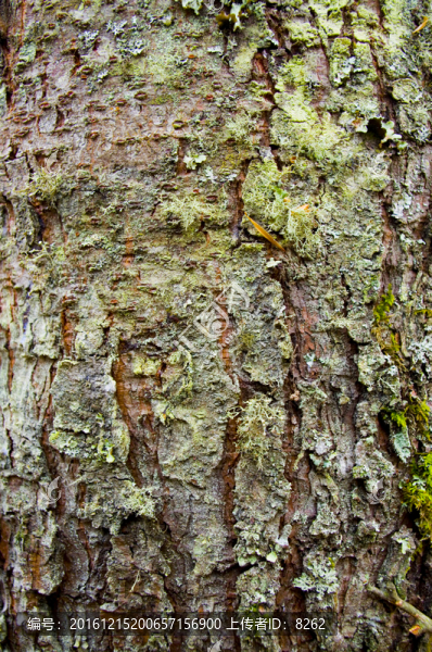 樹皮-匯圖網(wǎng) www.fosd68.com 樹皮