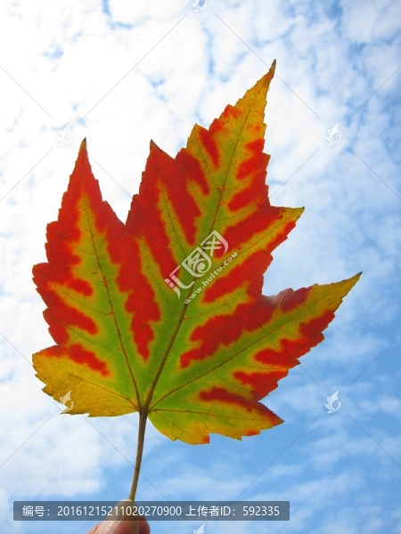 紅楓葉