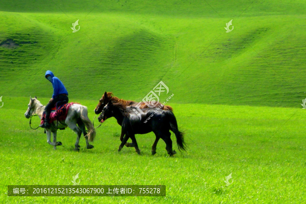 新疆伊犁牧場(chǎng)
