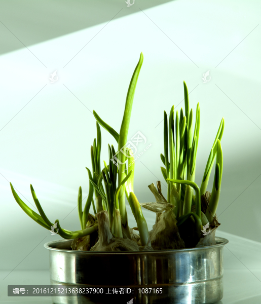 陽(yáng)光下的蒜苗