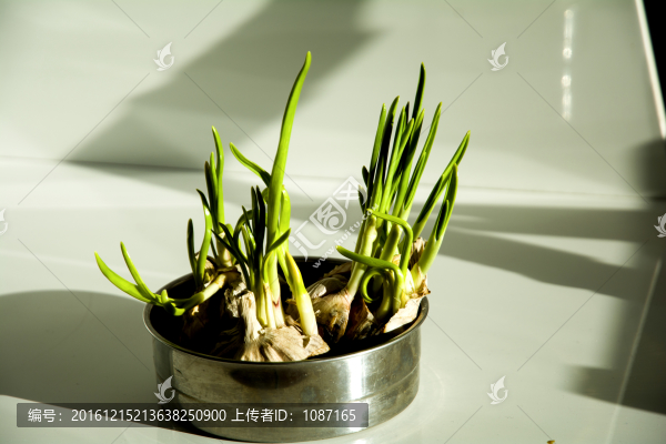 陽光下的蒜苗