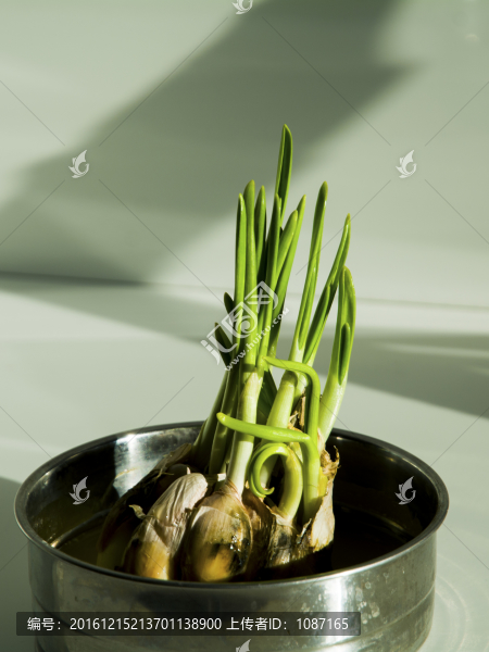 陽光下的蒜苗