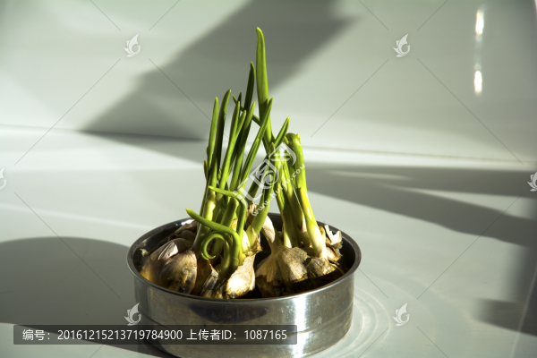 陽光下的蒜苗