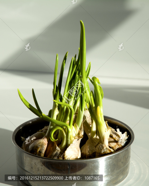 陽光下的蒜苗