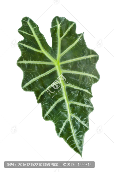 一片大綠葉