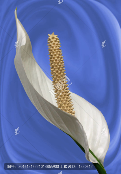 莉莉和平