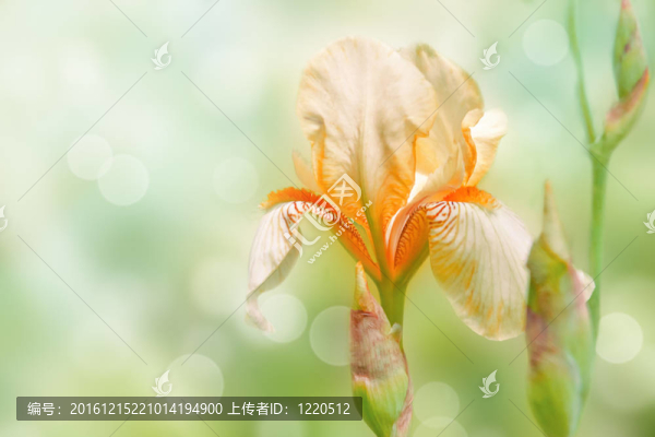 摘要花卉背景