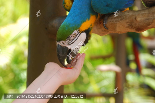 兒童喂養(yǎng)Parrot