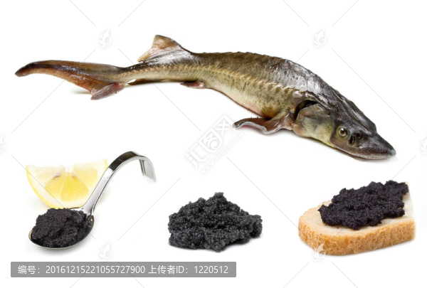 鱘魚