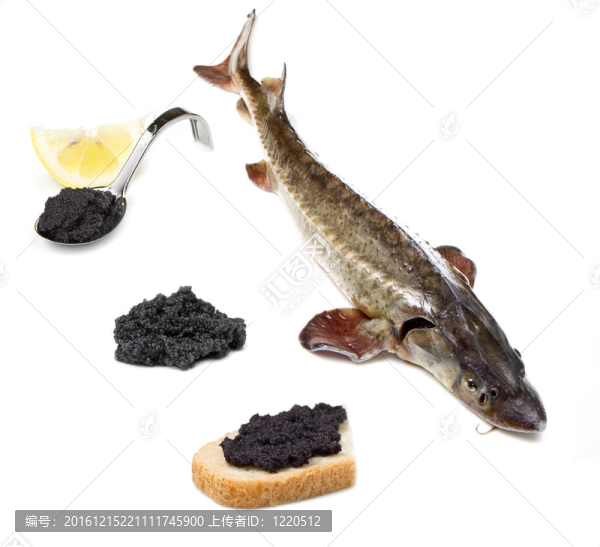 鱘魚