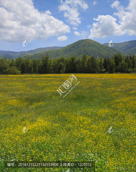 山和花