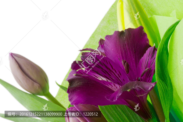 紫色的Alstroemeria,Flowers