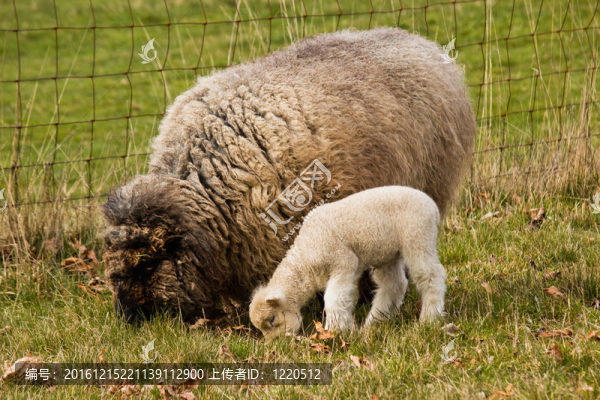 小羊Ewe,mother,Sheep