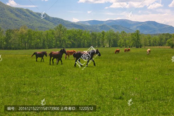 馬