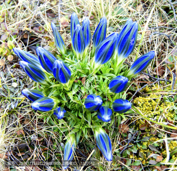山flowerses的春天