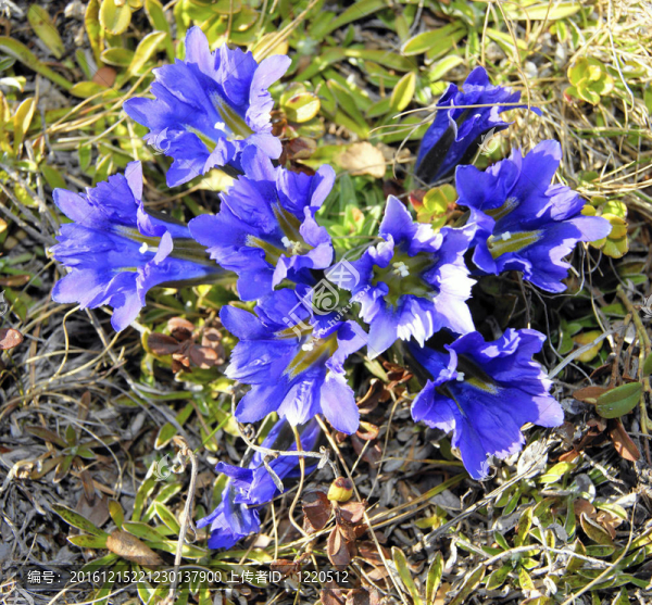在藍(lán)色的flowerses苔原