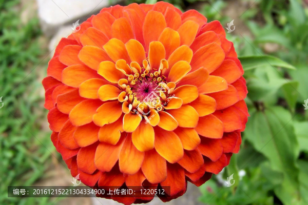菊百日草