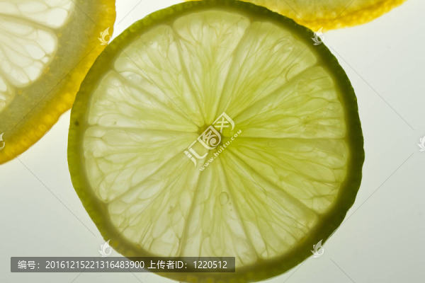 rodela,de貍貓