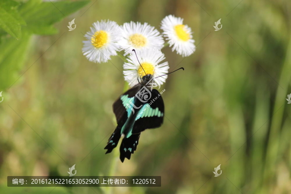 花上黑藍(lán)蝴蝶