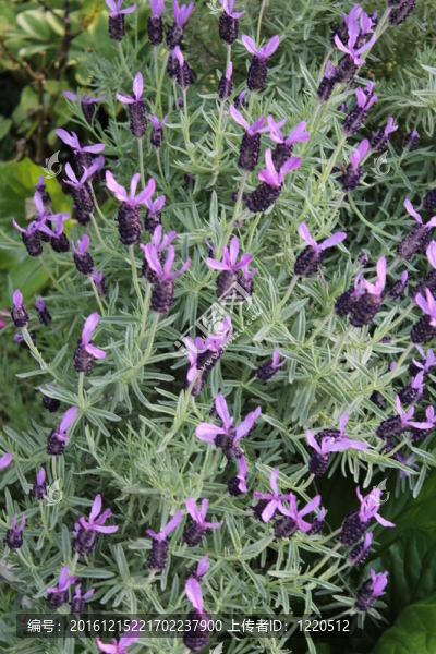 薰衣草