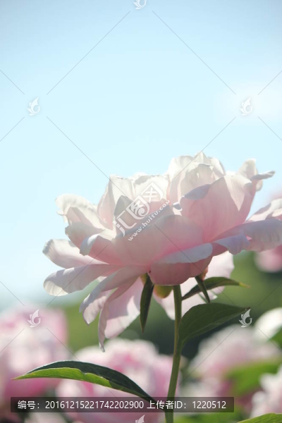 粉紅色的牡丹花