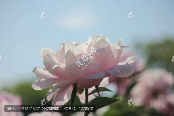 粉紅色的牡丹花