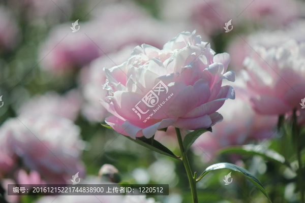 粉紅色的牡丹花
