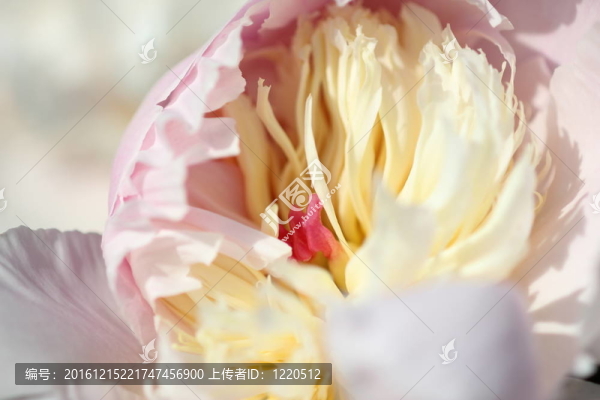 粉紅色的牡丹花