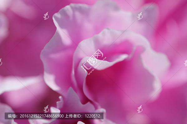 粉紅色的牡丹花