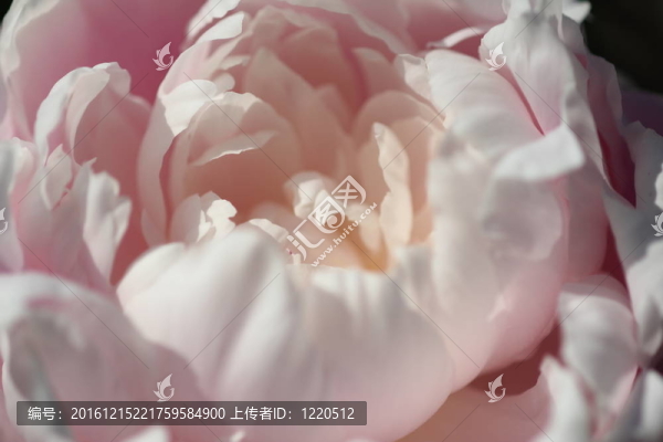 粉紅色的牡丹花