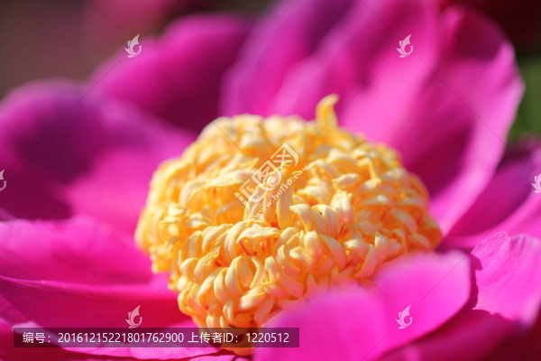 粉紅色的牡丹花