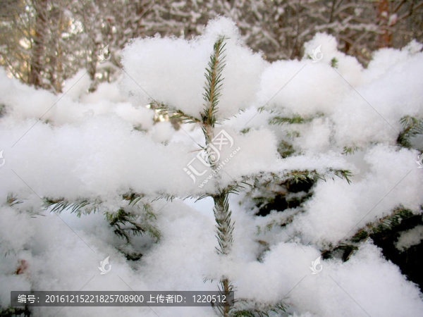 冬林中的雪與樹