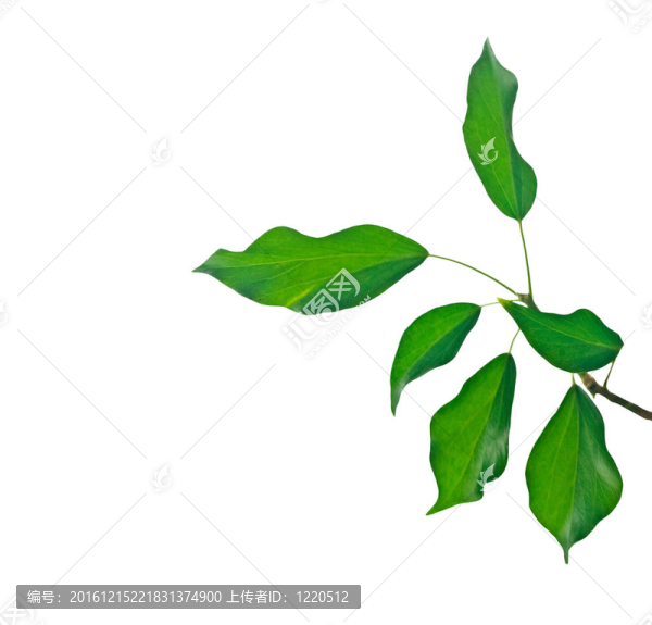 白色孤立枝