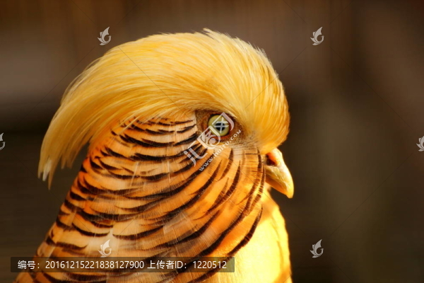 金雞