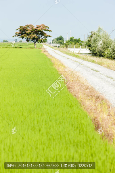 稻田；Piedmont；意大利