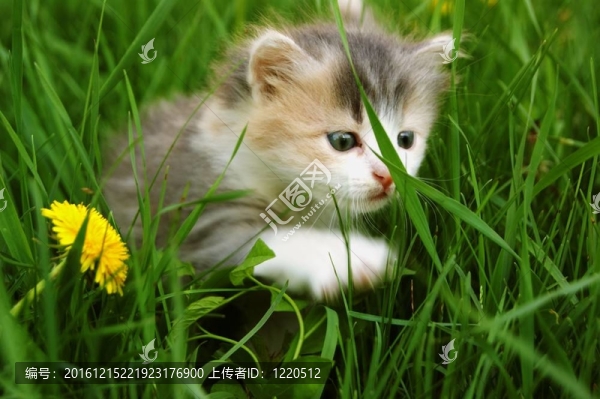 小貓