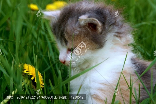 小貓