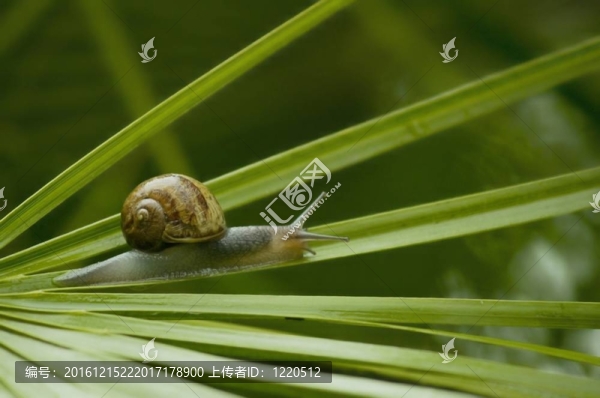 蝸牛
