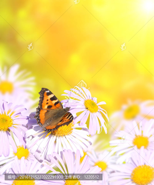 蝴蝶