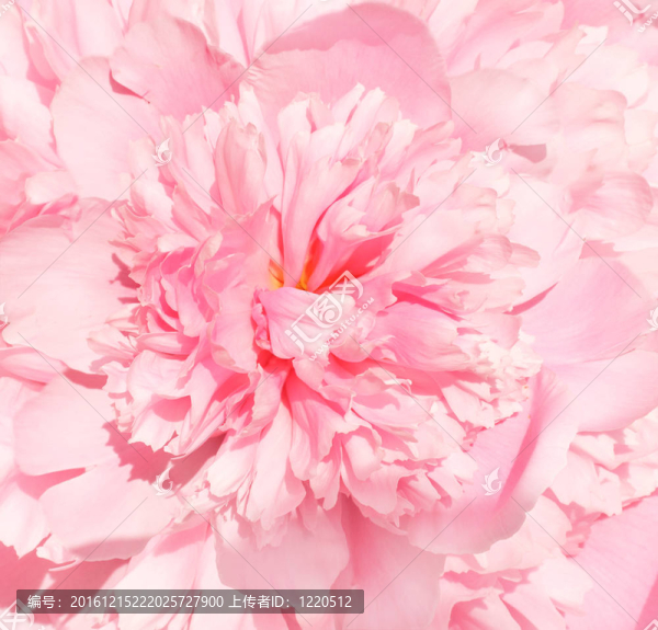 花牡丹