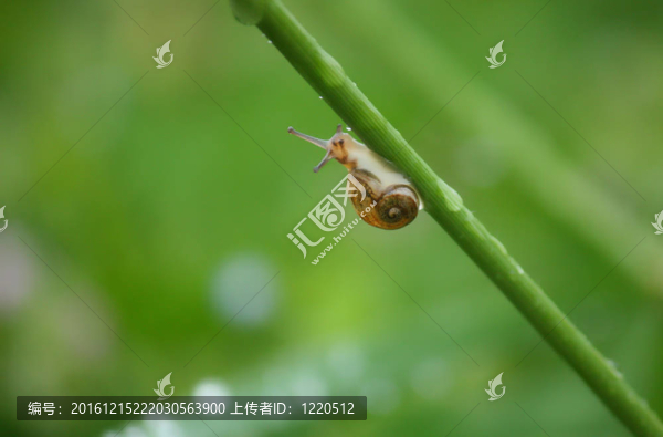 蝸牛